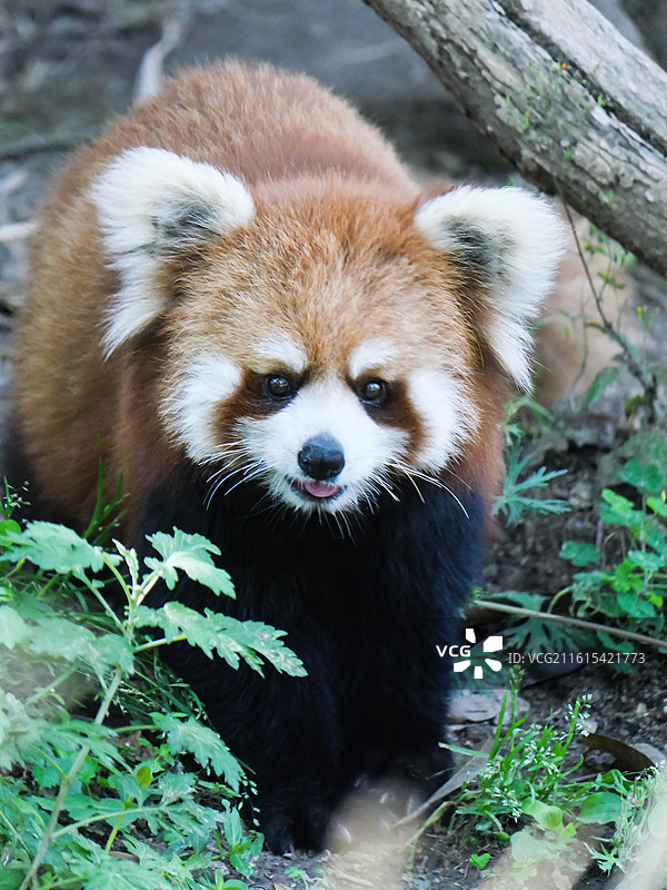 宁波野生动物园小熊猫明星囡囡图片素材