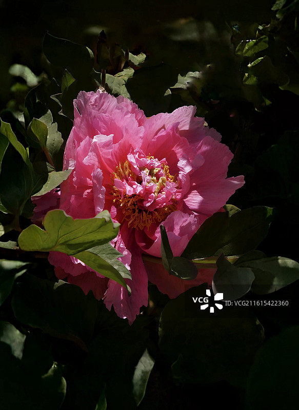牡丹花雍容华贵，花瓣层叠如绮霞，色彩艳丽多姿，或艳红或素白，是富贵吉祥的象征，尽显国色天香之姿。图片素材