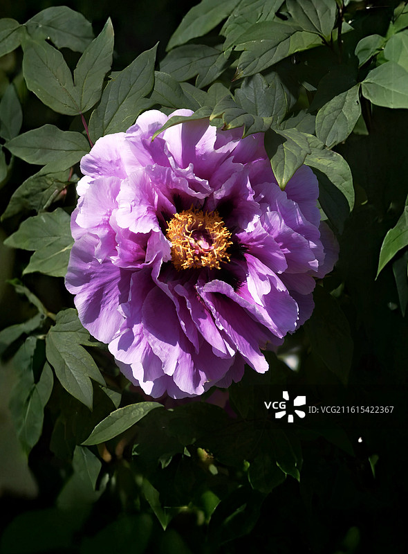 牡丹花雍容华贵，花瓣层叠如绮霞，色彩艳丽多姿，或艳红或素白，是富贵吉祥的象征，尽显国色天香之姿。图片素材