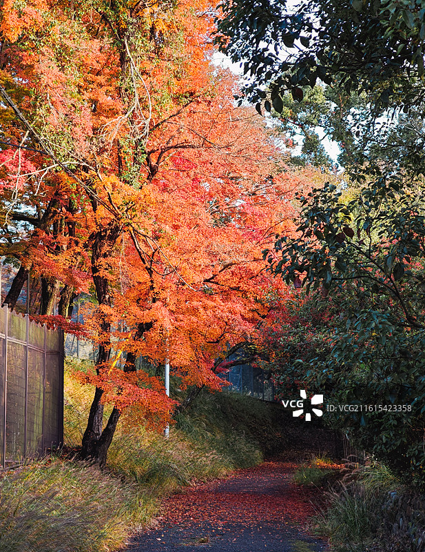日本宇治市秋天风光图片素材