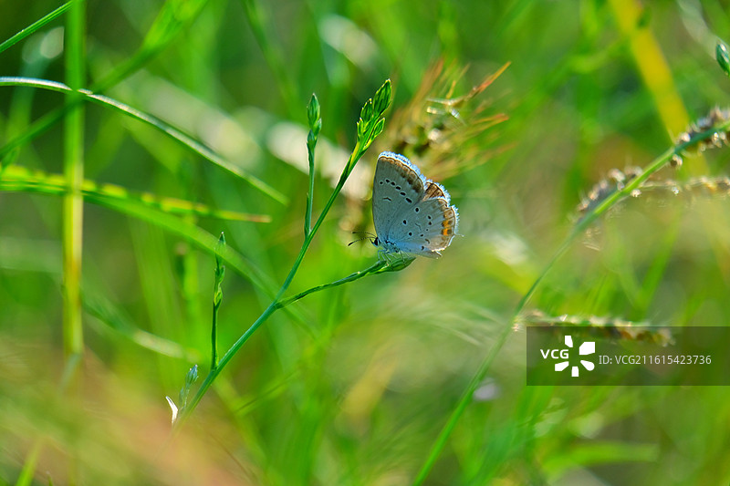 蝶恋花组图。阳光两只花蝴蝶油菜花清新风景背景图壁纸图片素材