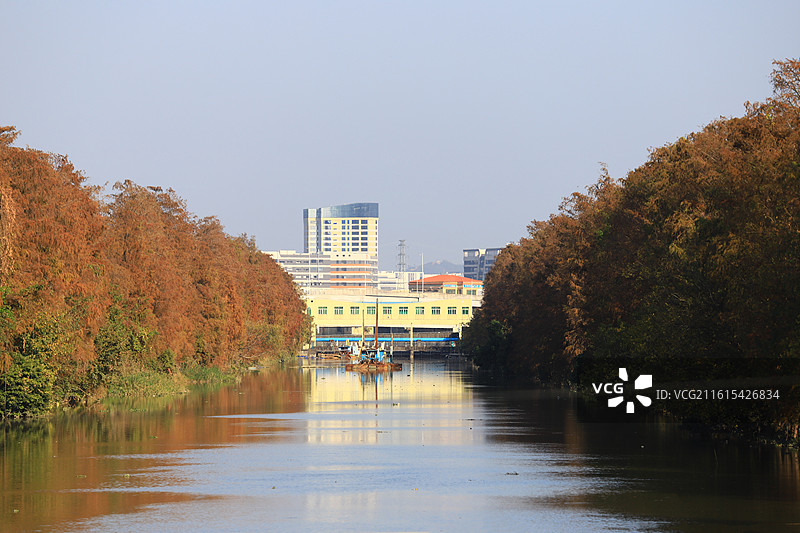 西灌渠万胜围桥落羽杉图片素材