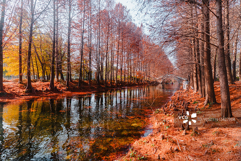 虎丘湿地公园红杉林景观和风景图片素材