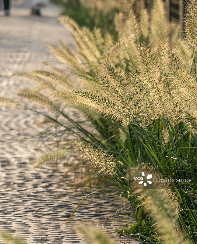 狼尾草图片素材