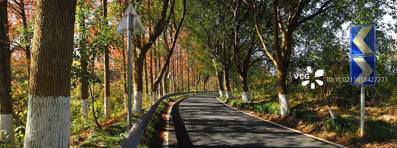 浙江省海宁市丁桥镇诸桥村的林中村间小道图片素材