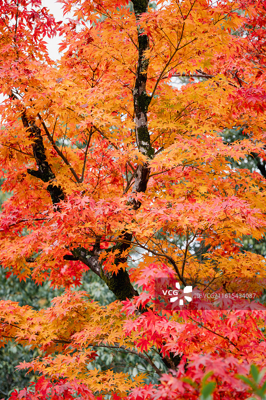 日本京都金阁寺图片素材