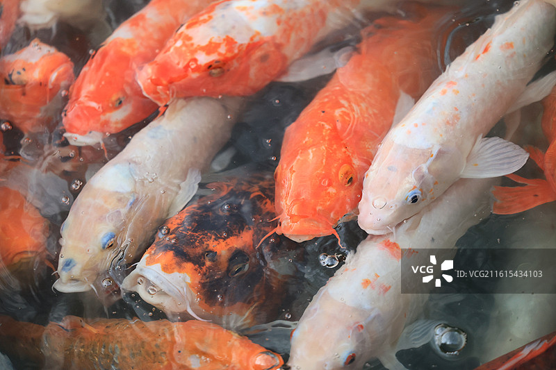 池塘里大片成群游动的锦鲤特写图片素材