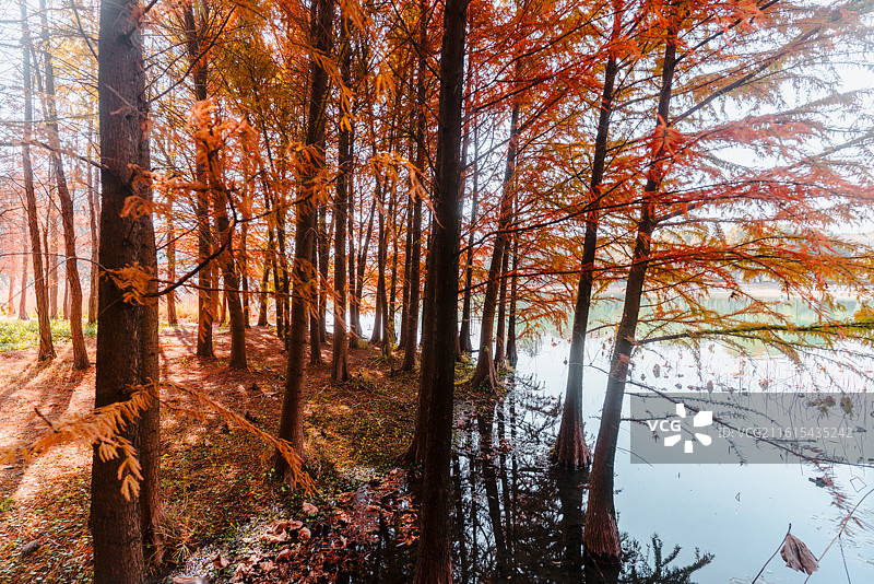 虎丘湿地公园红杉林景观和风景图片素材