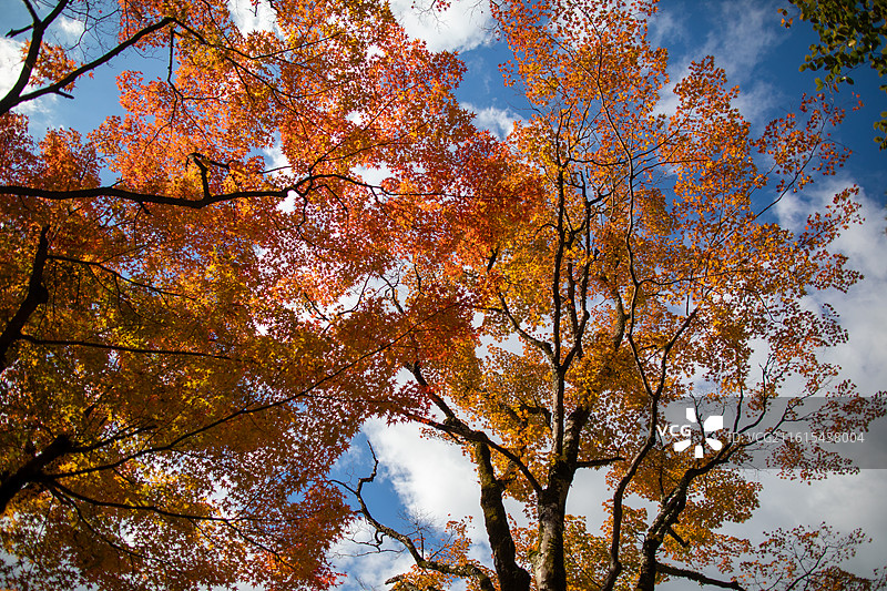 日本京都银阁寺的秋季风光图片素材