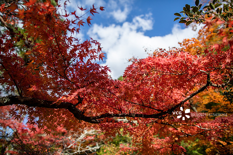日本京都银阁寺的秋季风光图片素材