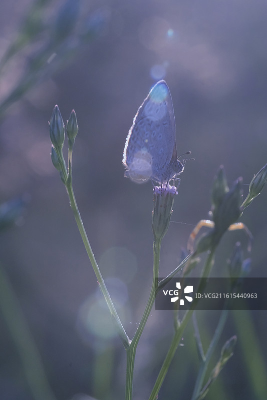 蝶恋花组图。阳光两只花蝴蝶油菜花清新风景背景图壁纸图片素材