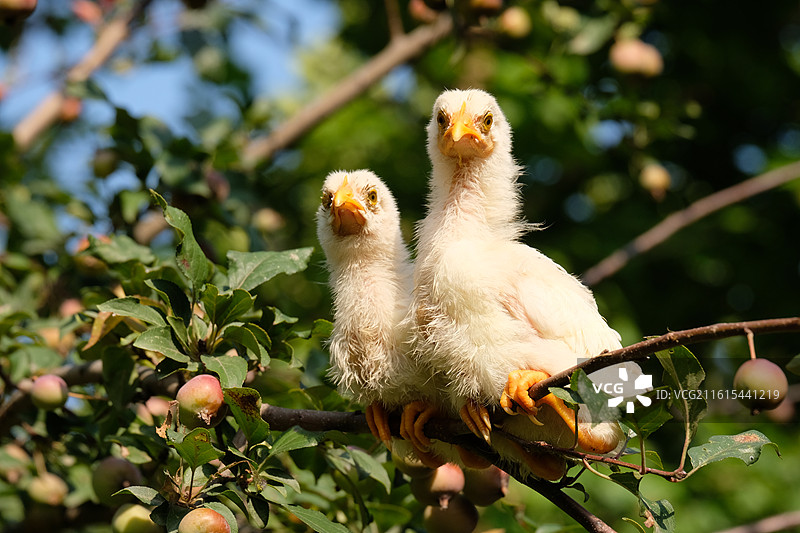 果树枝上晒太阳的小鸡们图片素材