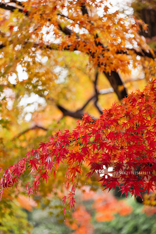 日本宇治市平等院秋色图片素材