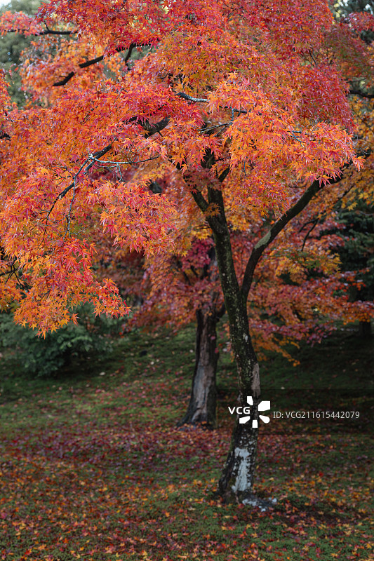 日本京都秋天的金阁寺风光图片素材