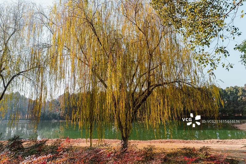 虎丘湿地公园红杉林景观和风景图片素材