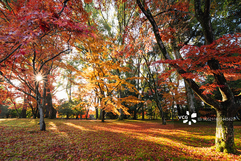 日本京都金阁寺图片素材