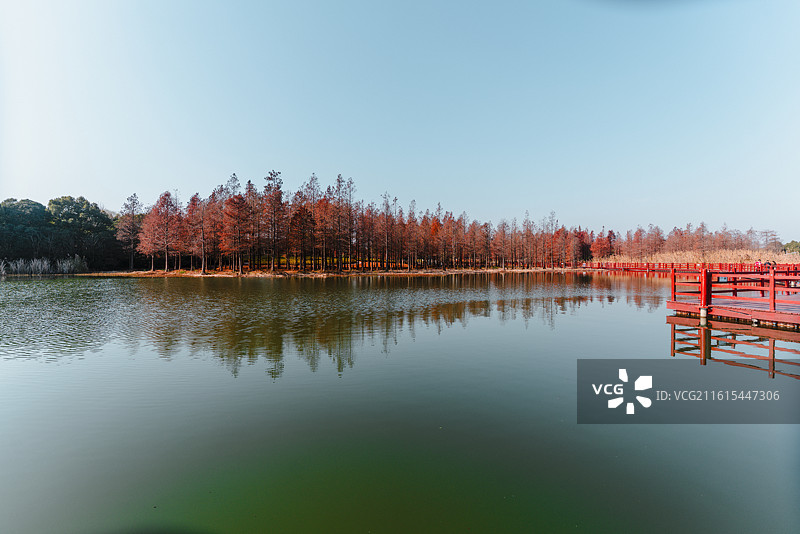 虎丘湿地公园红杉林景观和风景图片素材