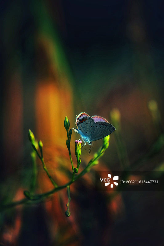 蝶恋花组图。阳光两只花蝴蝶油菜花清新风景背景图壁纸图片素材
