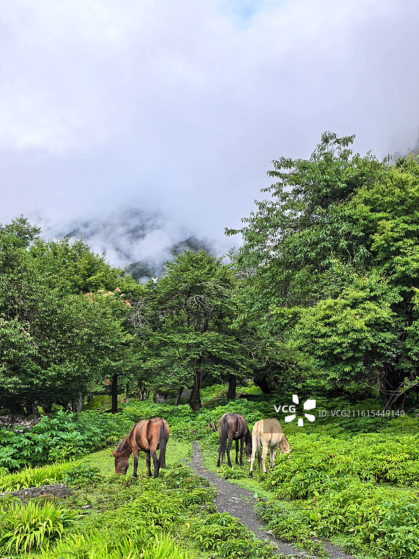 云南迪庆雨崩村景色图片素材