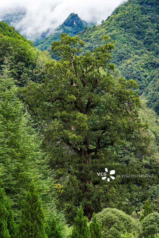 神农架神农坛图片素材