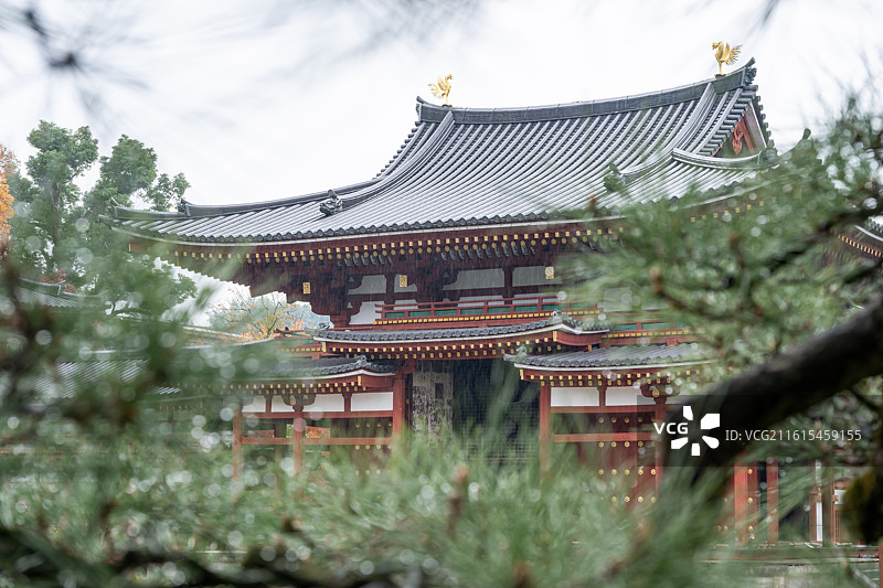 日本宇治市平等院秋色图片素材