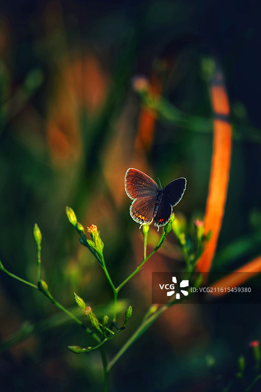 蝶恋花组图。阳光两只花蝴蝶油菜花清新风景背景图壁纸图片素材