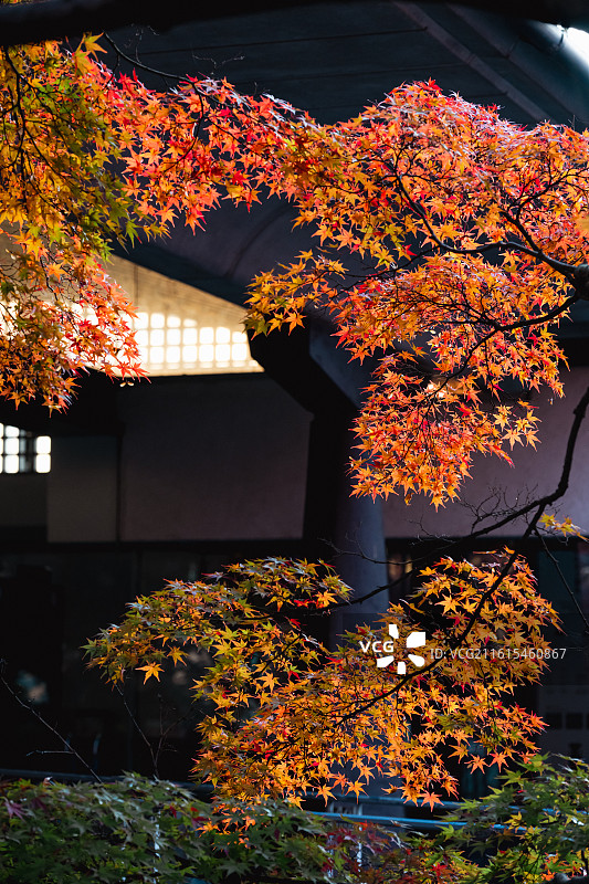 日本宇治市秋天风光图片素材