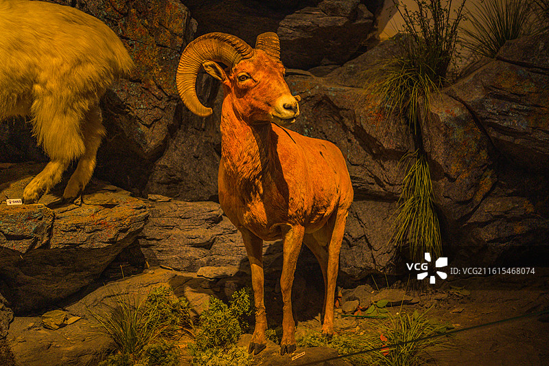 博物馆非洲哺乳动物标本图片素材