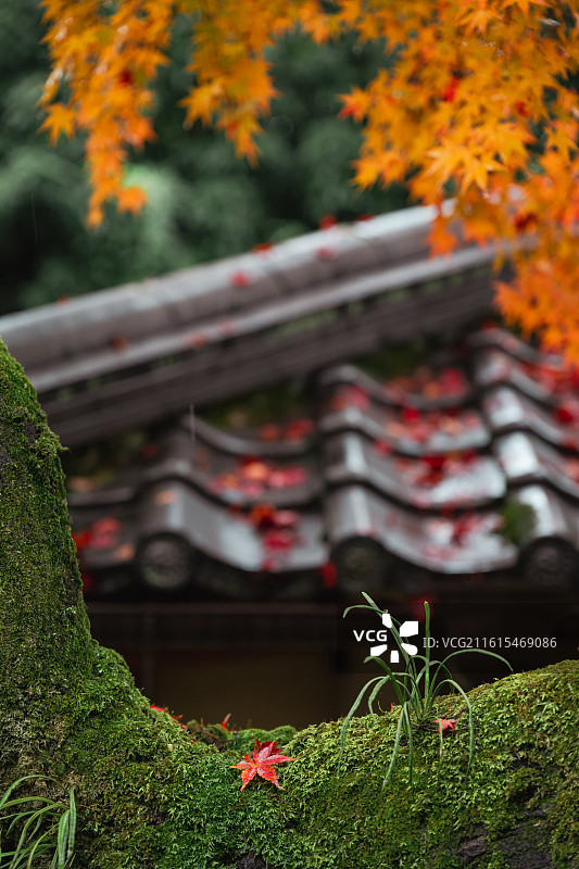 日本宇治市平等院秋色图片素材