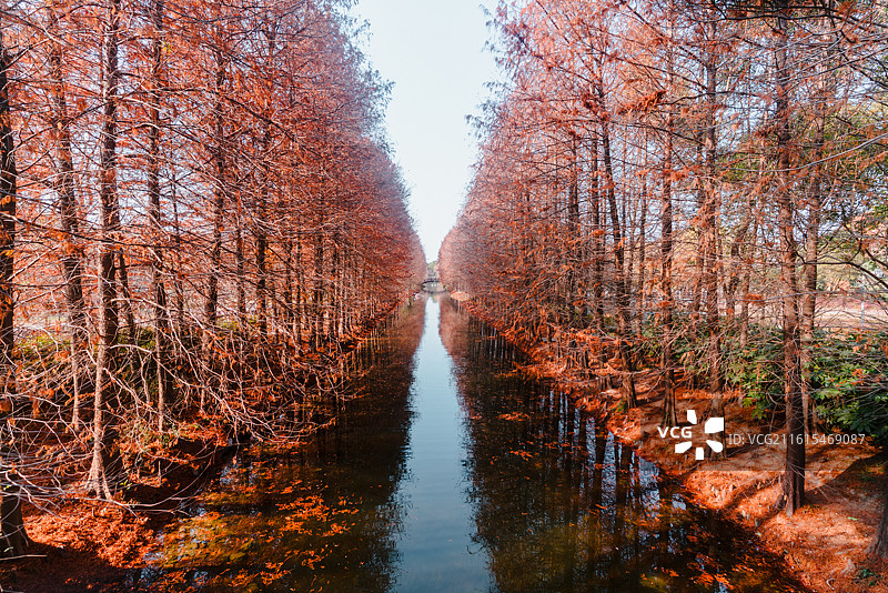 虎丘湿地公园红杉林景观和风景图片素材
