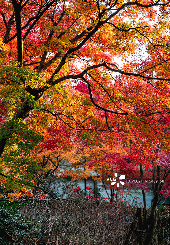 日本宇治市秋天的平等院图片素材
