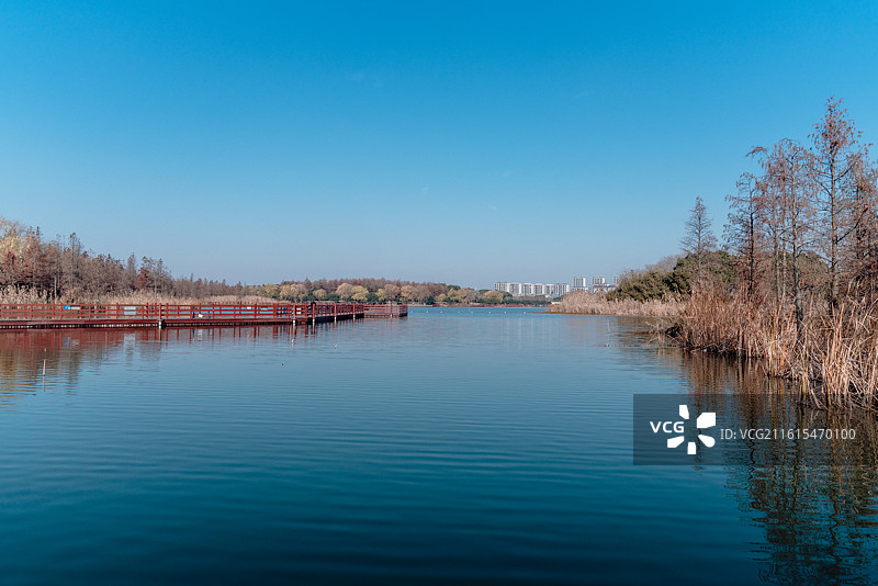 虎丘湿地公园红杉林景观和风景图片素材