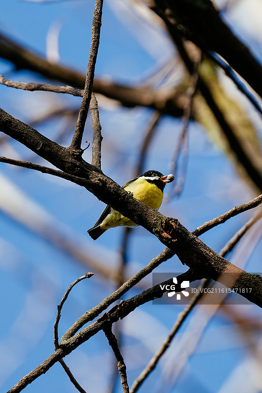 黄腹山雀吃早饭（江洋畈）图片素材