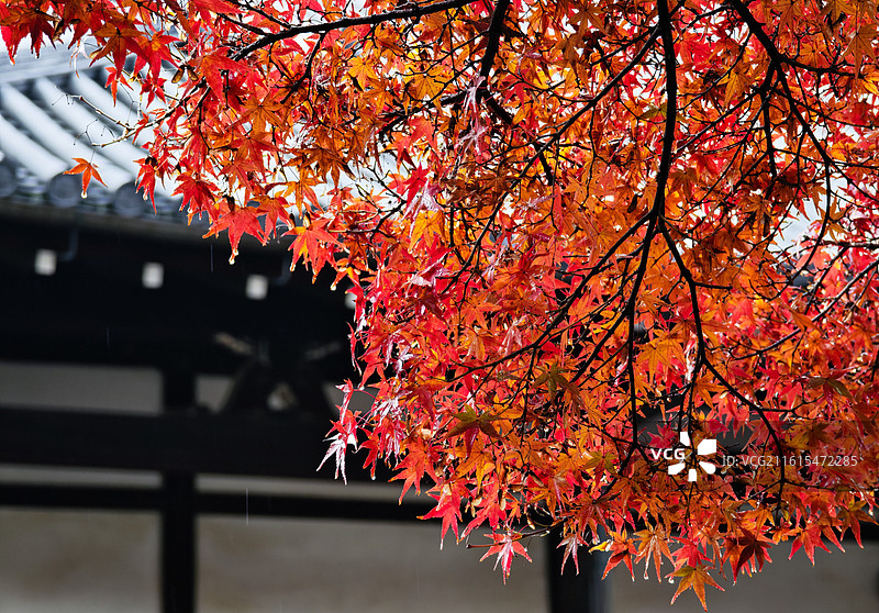 日本宇治市平等院秋色图片素材