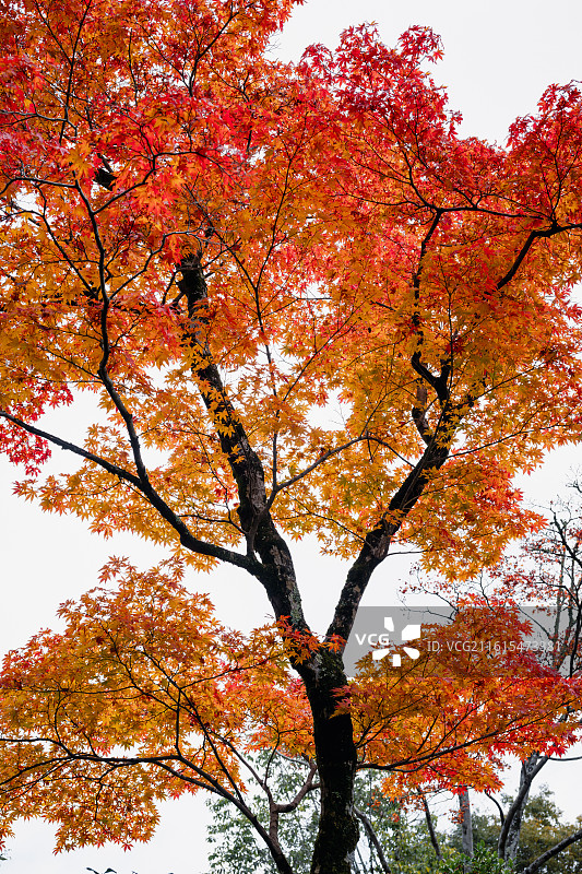 日本京都金阁寺图片素材