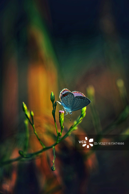 蝶恋花组图。阳光两只花蝴蝶油菜花清新风景背景图壁纸图片素材