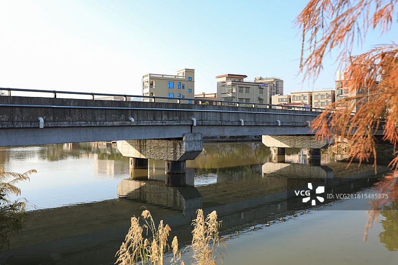 西灌渠万胜围桥落羽杉图片素材