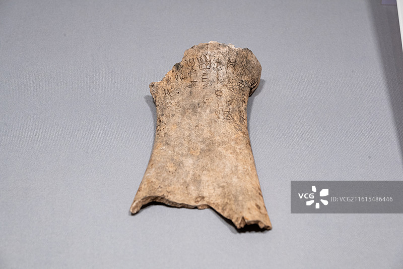 天津博物馆 商武丁 刻辞卜骨 王襄旧藏 甲骨文图片素材