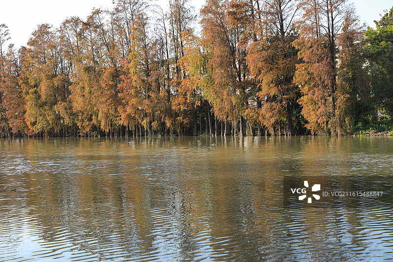 西灌渠万胜围桥落羽杉图片素材