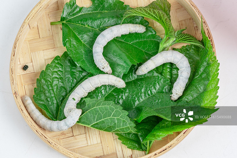 蚕宝宝桑叶图片素材