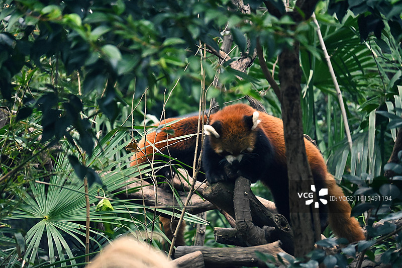 两只小熊猫-玩乐-伙伴-红山森林动物园图片素材