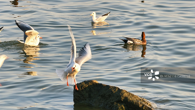 深圳湾公园海鸥图片素材