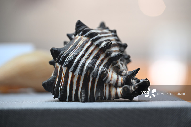 海洋生物标本图片素材