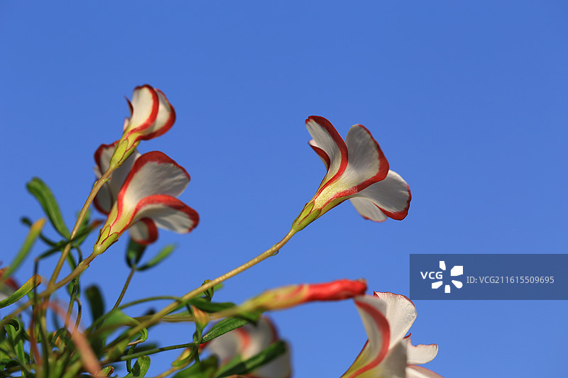 盛开的酢浆草（双色冰淇淋）图片素材