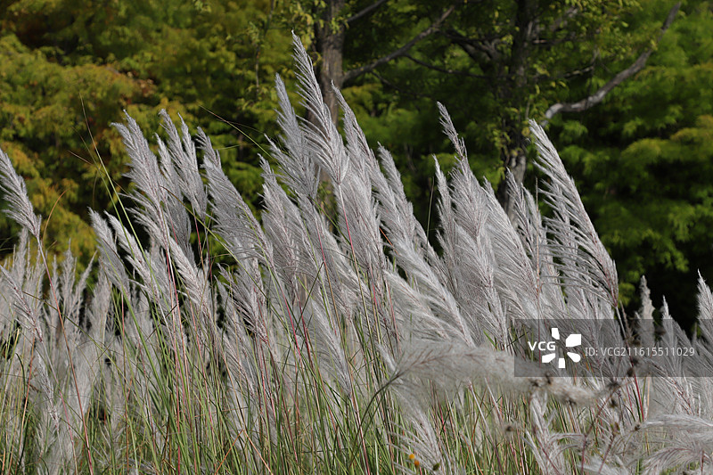 云南大理市洱海湖岸细叶芒图片素材
