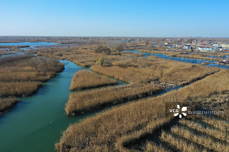 碧水连天映霞光，野鸭掠舞芦花黄  俯身临岸观舟远，银杏红叶风里扬  千岛万湖织洋淀，生态画卷韵悠长图片素材