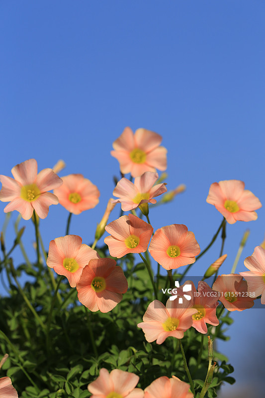 蓝天下盛开的美丽酢浆草花图片素材