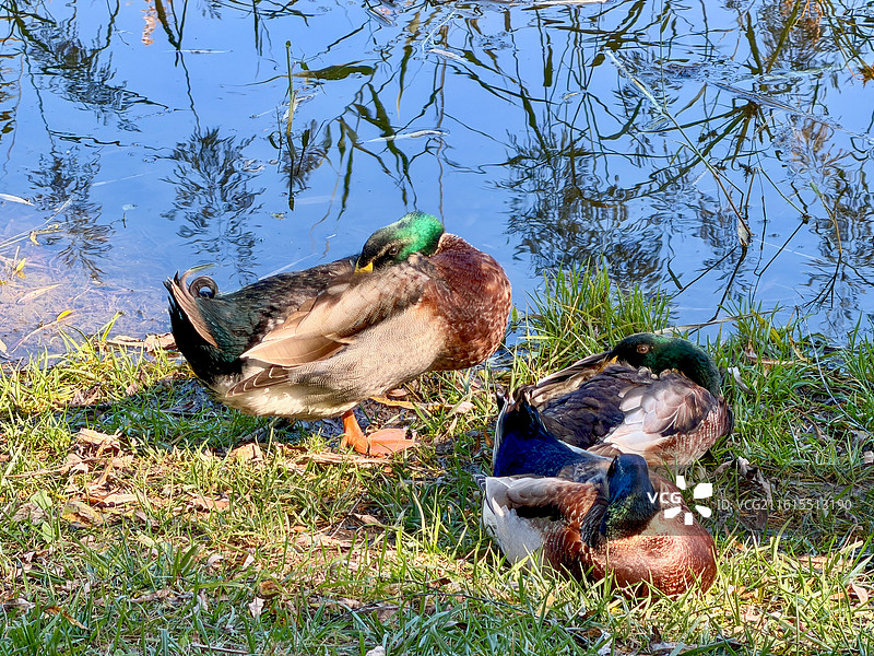 池塘边的鸳鸯水鸟图片素材