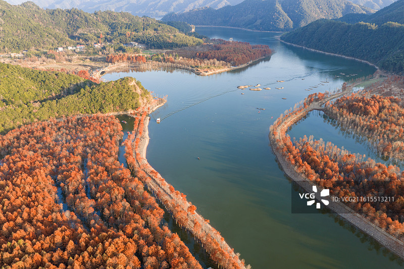 皖南地区宣城市宁国落羽杉湿地公园乡村日出风光图片素材