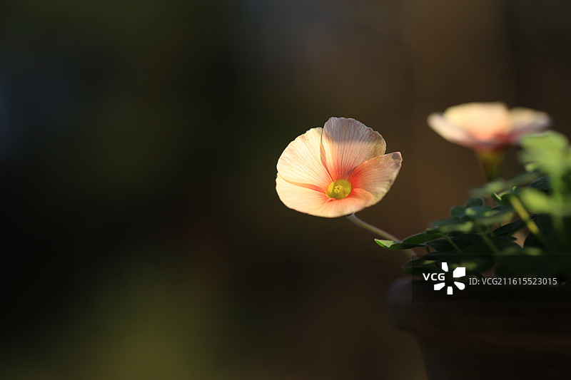 盛开的酢浆草花图片素材